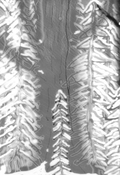 Trees in a Snowstorm, BW, HDR