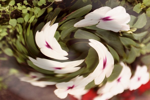 white flowers, manipulated in computer