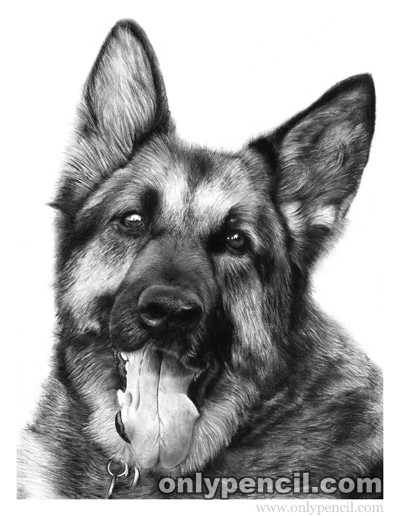 German Shepherd