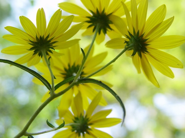 Wild Flowers 