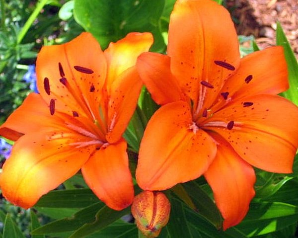 Tiger Lily