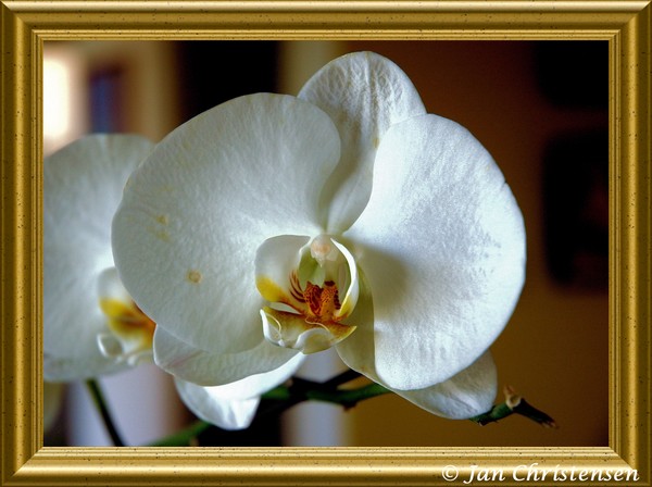 April's Orchids