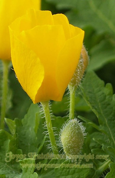 Cup of Sunshine