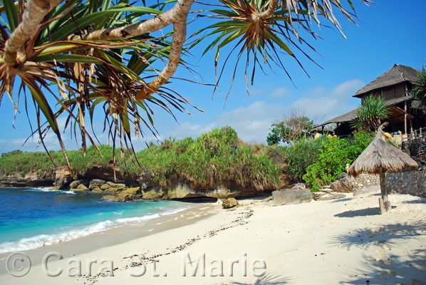 Overhanging Palms on Dream Beach