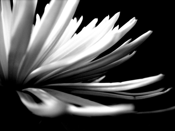 Petal Streaks