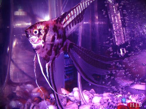 Angel Fish