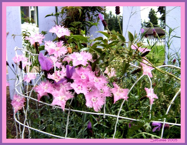 Corner of My Garden