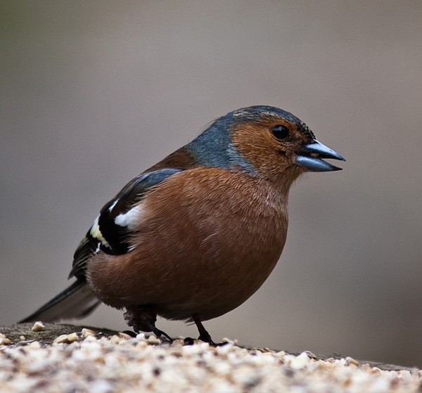 Chaffinch (Fringilla coelebs)