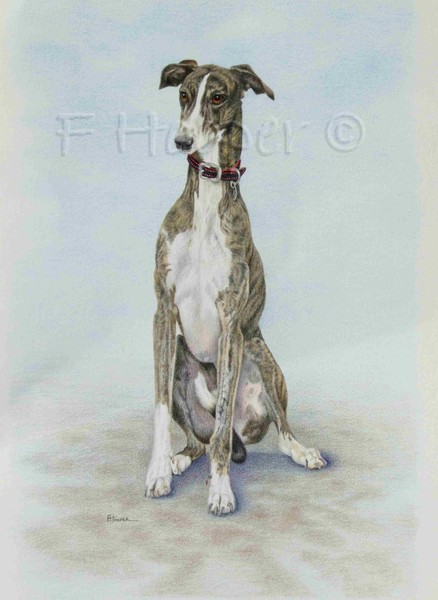 Pippin - greyhound