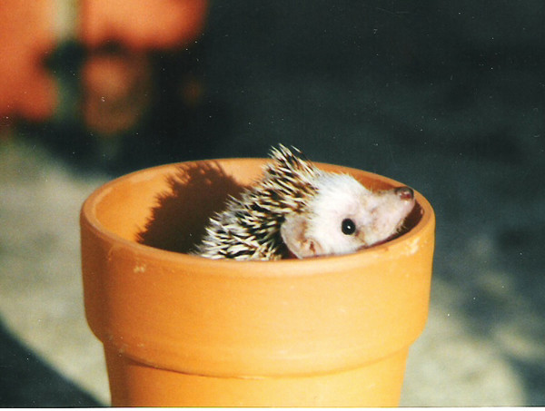 Hedgie