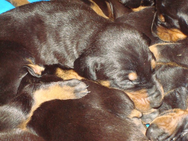 Dog Pile