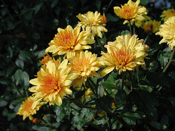 Washington Wedding Flowers