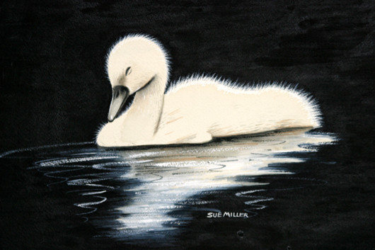 Sleeping Baby Swan