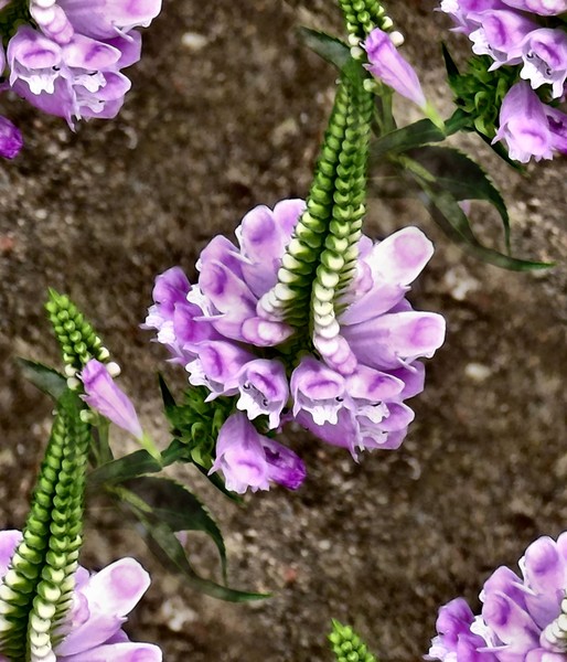 Urban Flowers (Two)