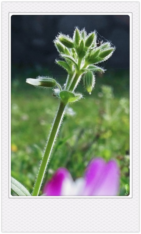 Flowers in Future