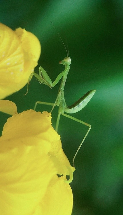 young mantis