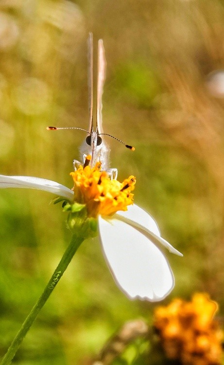 front view of the butterfly