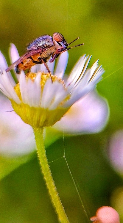 standing on flower