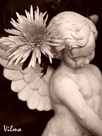 Angel Bloom