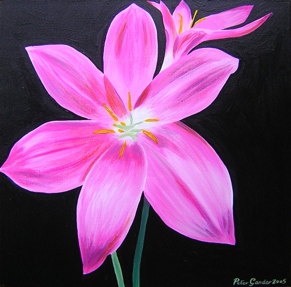 Pink rain lily