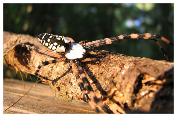 orb weaver III