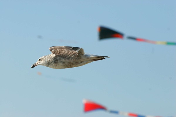 flag flyer HURR HRRR HRRR