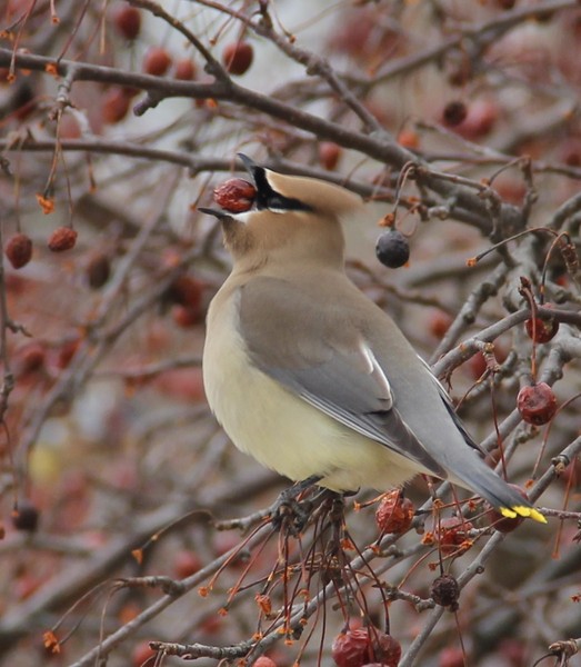 Cedar Waxwing 'biting off more than he could chew'