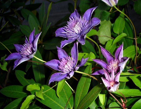Clematis Midnight