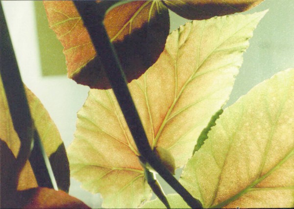leaf