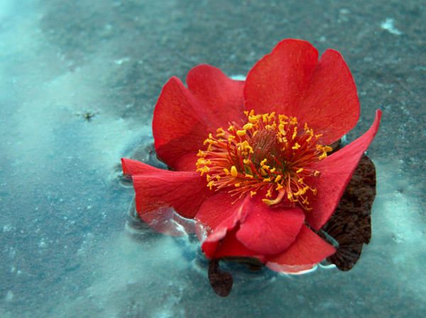 Gem of a Geum