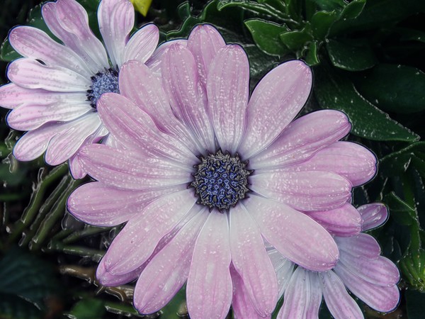 Plastic Wrapped Daisy