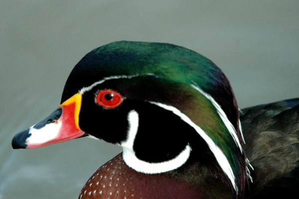 Wood Duck Looking