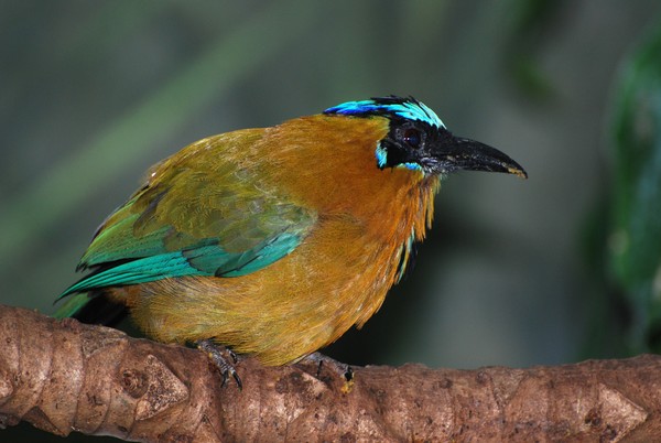 Teal/Multicolor Bird