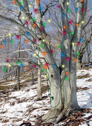 BeechXmasTree