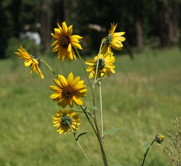 Sunflowers at Fred's Lake