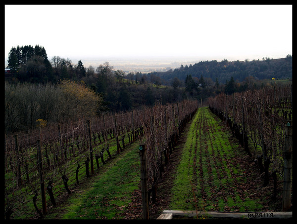 Field of Vines