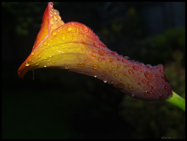 Calla