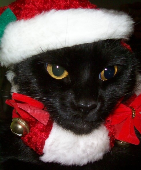 merry cat-mas from Nochez