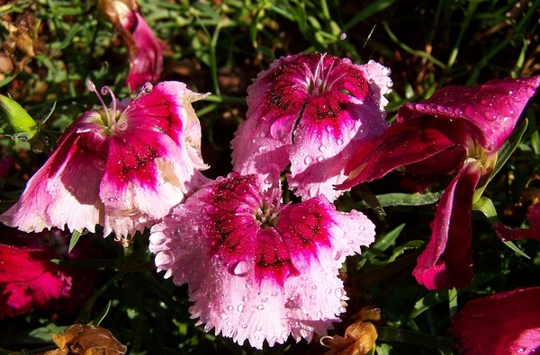 Carnations sprinkled with dew