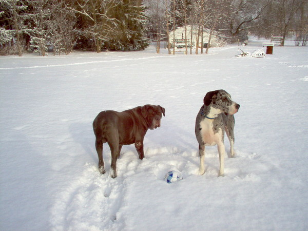 Dayzee And Diesel 