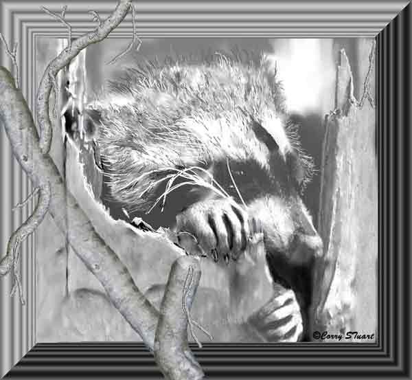Racoon the Pirot of Staffa