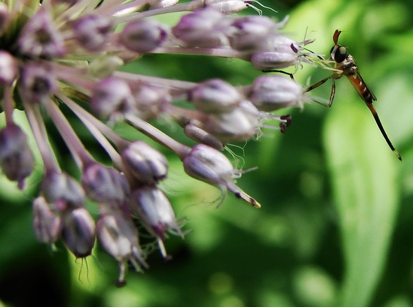 Tiny Insect