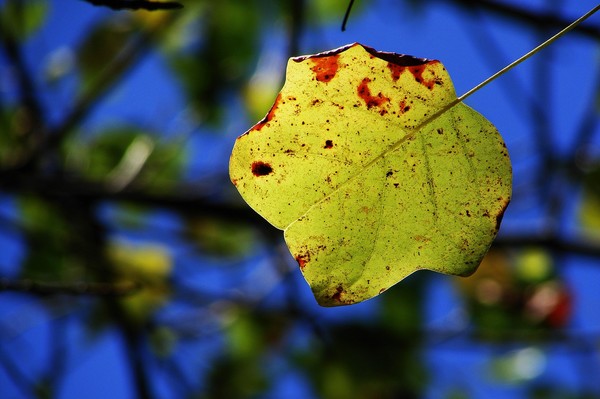 Fall Leaf