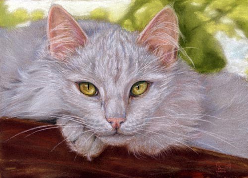 White CAT angora