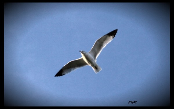 Bird In Flight