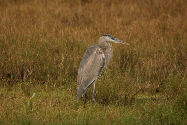 Great Blue