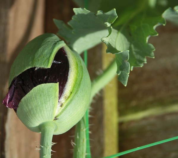 *PEONY POPPY BUD OPENING*