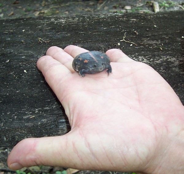 Lucky frog