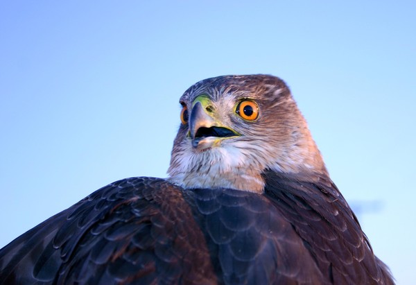 Coopers hawk