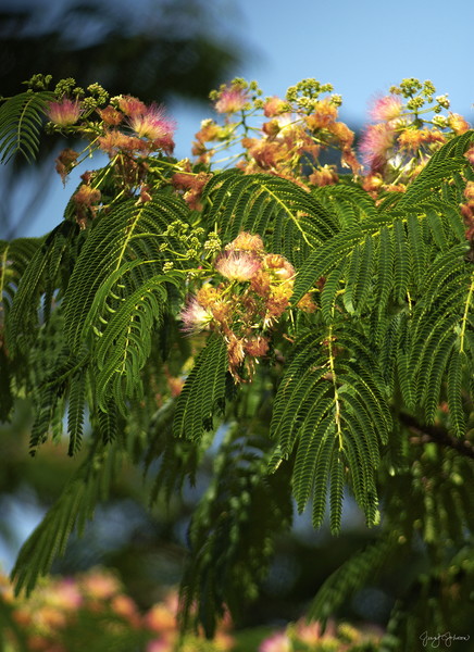 Nature's Fireworks